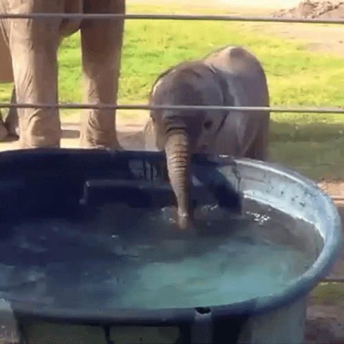 Baby Elephant Drinking Water GIF