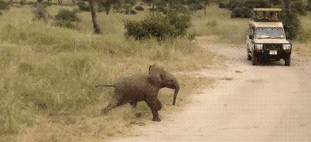 Baby Elephant Passing On The Road GIF