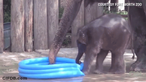 Baby Elephant Playing In Inflatable Pool GIF