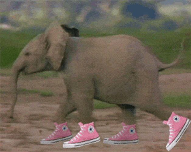 Baby Elephant Running GIF