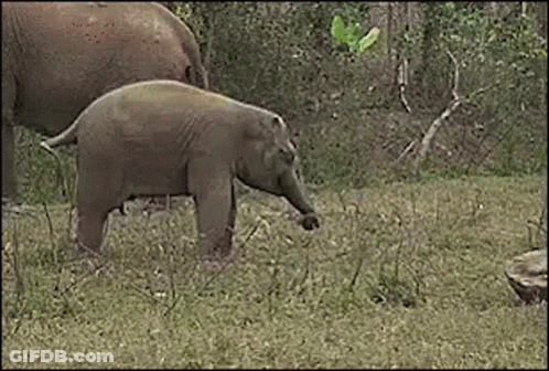 Baby Elephant Standing Next To Mother GIF