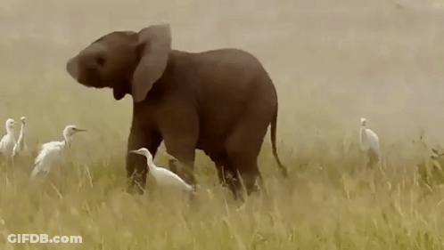 Baby Elephant Walking In Field With Birds GIF