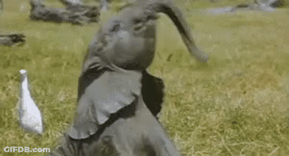 Baby Elephant Wiggle GIF