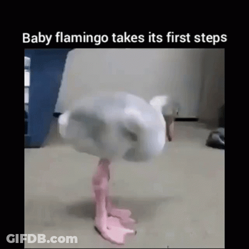 Baby Flamingo Taking First Steps On Carpet GIF