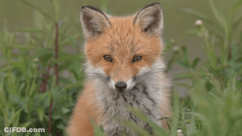 Baby Fox Sitting In Grass Looking At Camera GIF