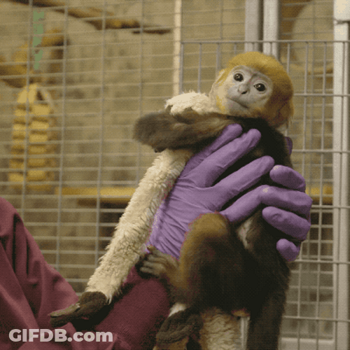Baby Francois Langur Monkey Clutching Toy GIF
