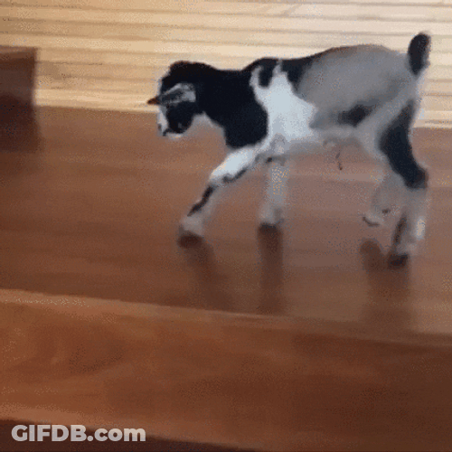 Baby Funny Goat Loves Jumping GIF