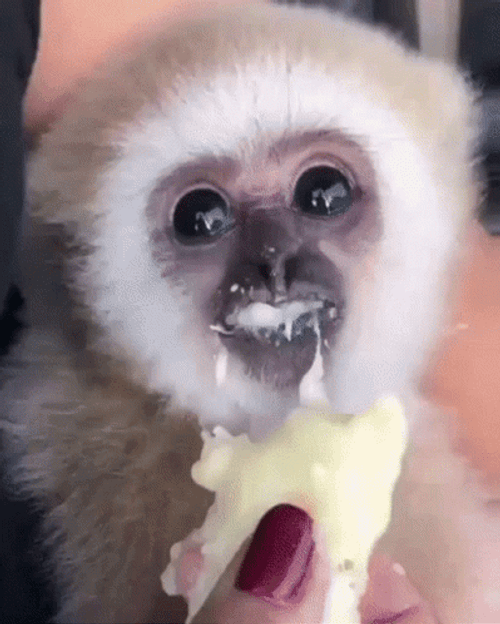 Baby Gibbon Gently Eating GIF