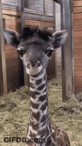 Baby Giraffe In Fenced Area With Hay GIF