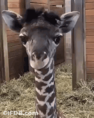 Baby Giraffe Looking At Camera In Cage GIF