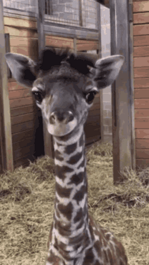 Baby Giraffe Tongue Out GIF