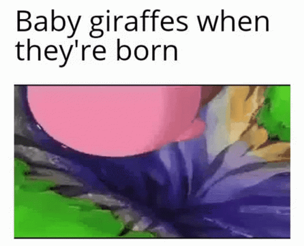 Baby Giraffes Funny Falling GIF