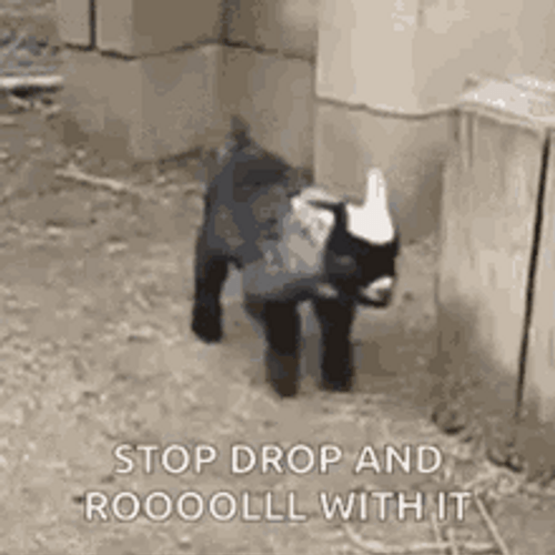 Baby Goat Drop & Roll GIF
