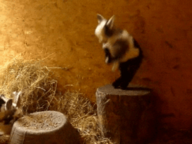 Baby Goat Happy Jump GIF