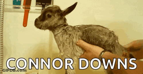 Baby Goat Held By Person Saying Connor Downs GIF