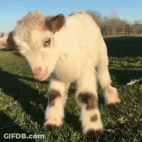 Baby Goat Looking At Camera GIF