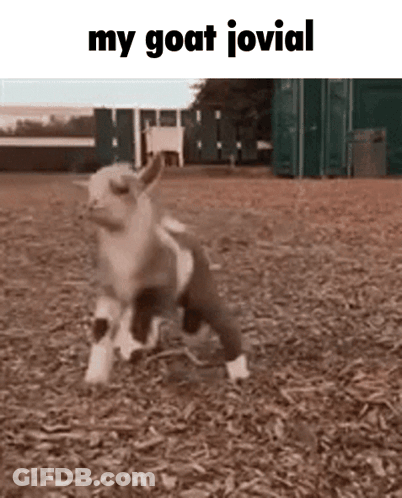 Baby Goat Running Saying My Goat Jovial GIF