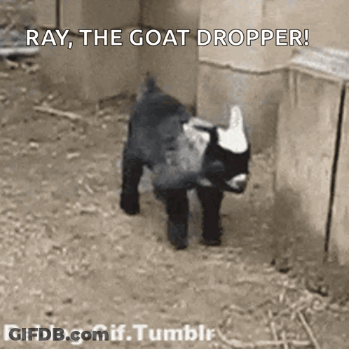 Baby Goat Says Ray The Goat Dropper GIF