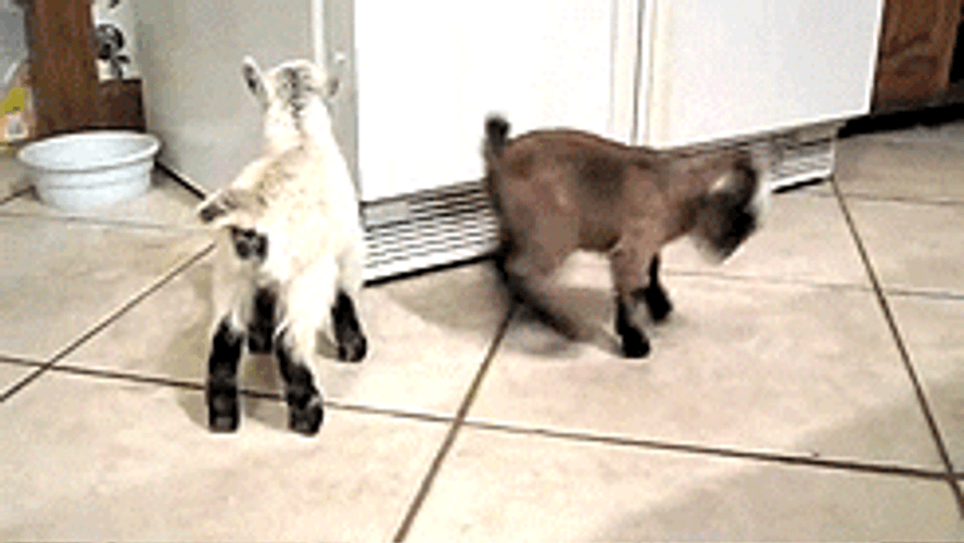 Baby Goat Skipping GIF