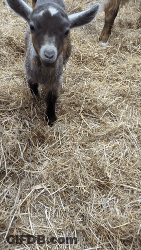 Baby Goat Standing In Hay Looking At Camera GIF
