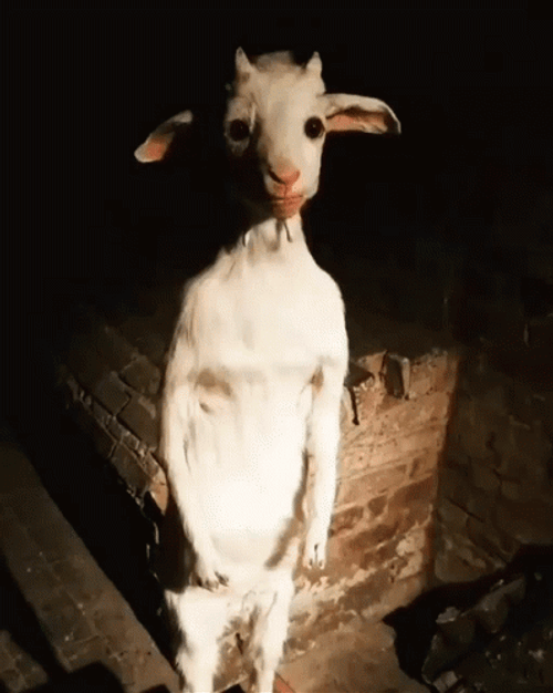 Baby Goat Standing GIF
