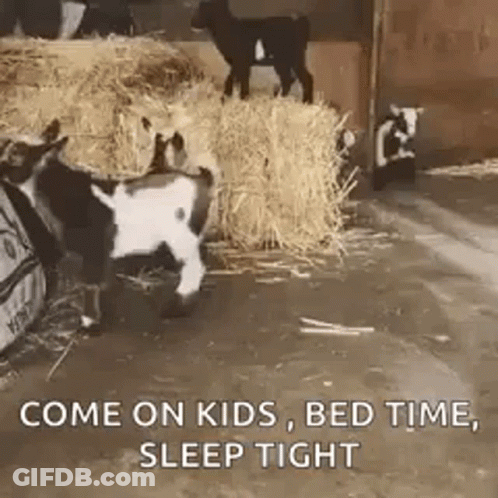 Baby Goats Beside Hay Pile GIF