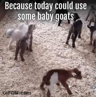 Baby Goats On Wood Chip Pile GIF
