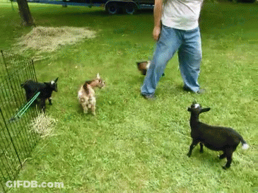 Baby Goats On Wood Chips GIF