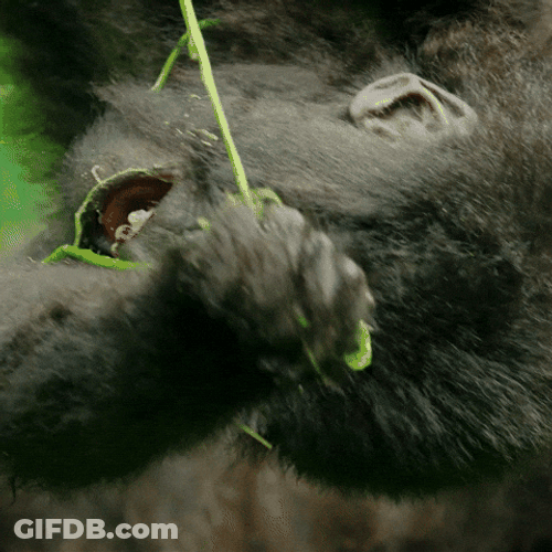 Baby Gorilla Monkey Hanging Upside Down GIF