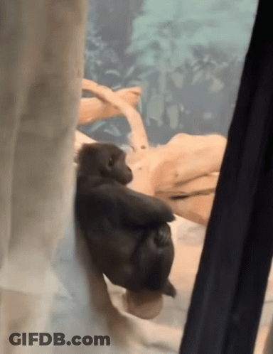 Baby Gorilla Sitting On Rock GIF