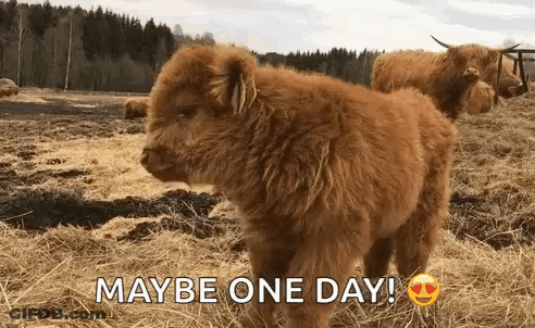 Baby Highland Cow Maybe One Day GIF