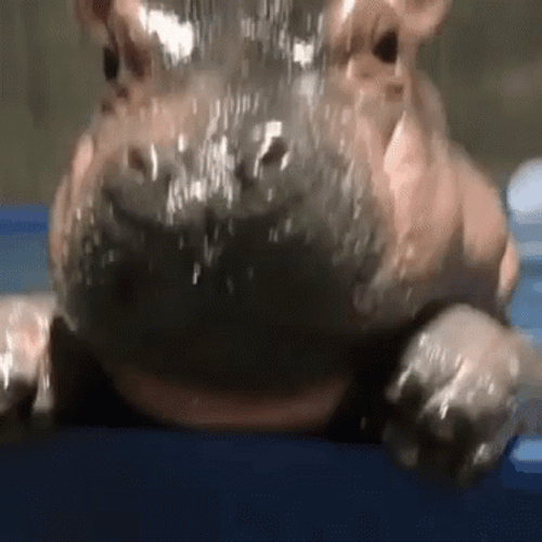 Baby Hippo Staring To Camera GIF
