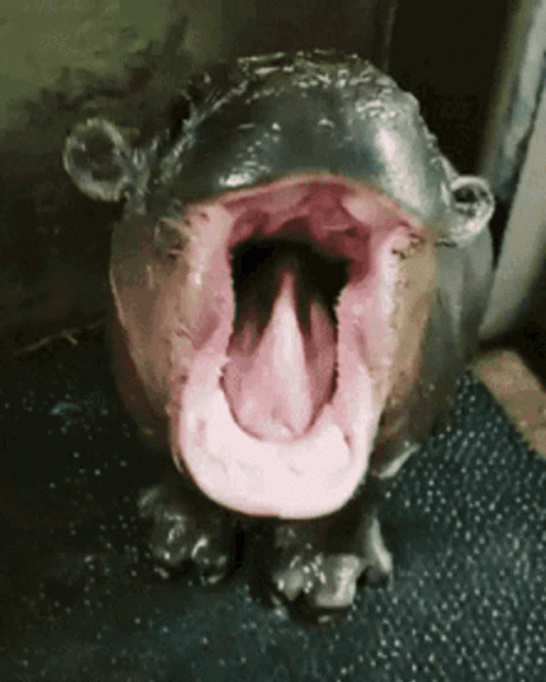 Baby Hippo Want Some Food GIF