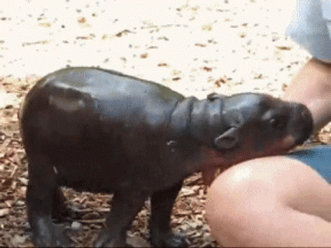 Baby Hippo Want To Cuddle GIF