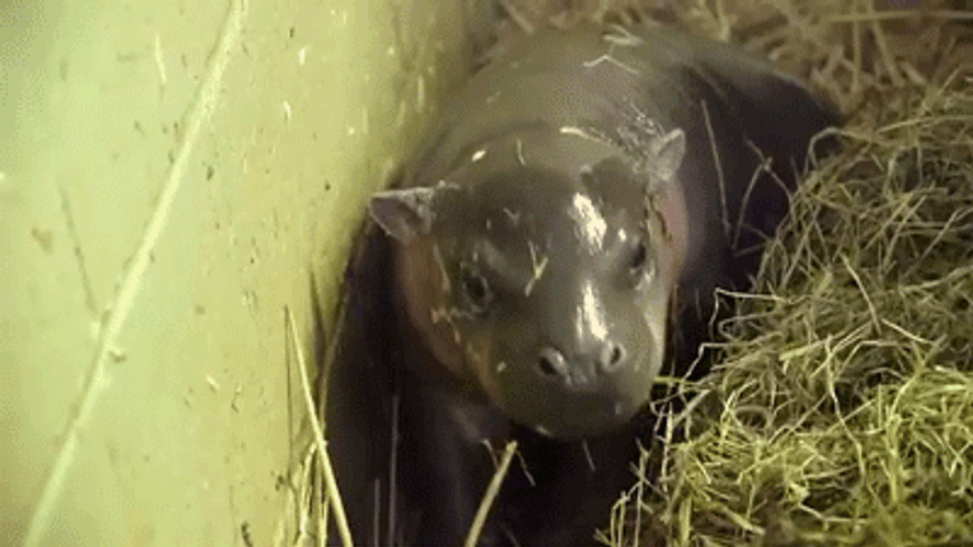 Baby Hippopotamus On Hay GIF