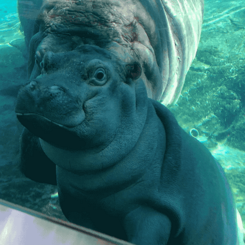 Baby Hippopotamus Pushed Around GIF