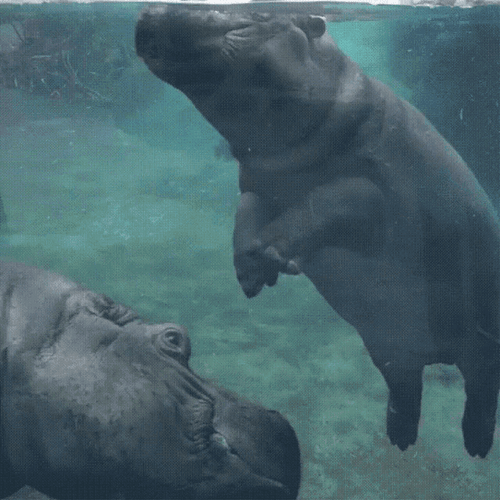 Baby Hippopotamus Rolling GIF