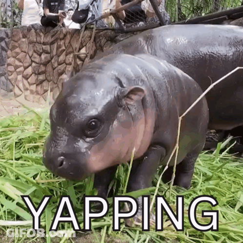 Baby Hippopotamus Standing In Grass Yapping GIF