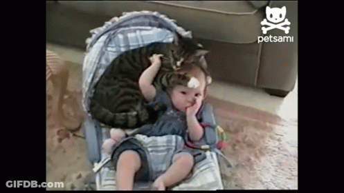 Baby In Stroller With Cat On Head Petsami GIF