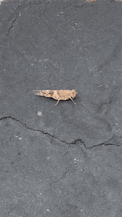 Baby Insect Grasshopper GIF