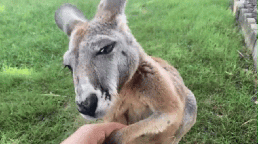 Baby Kangaroo Hand Shake GIF