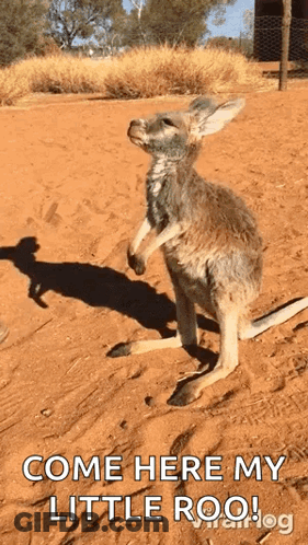 Baby Kangaroo On Hind Legs Looking At Camera GIF