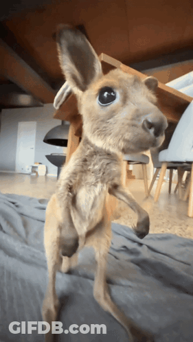 Baby Kangaroo On Hind Legs Looking At Camera GIF