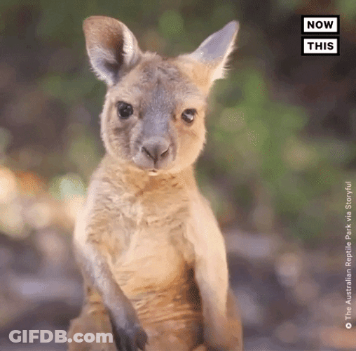 Baby Kangaroo Scratching Cute Animal GIF