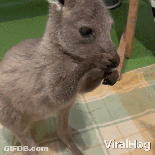 Baby Kangaroo Standing On Plaid Blanket Viralhog GIF