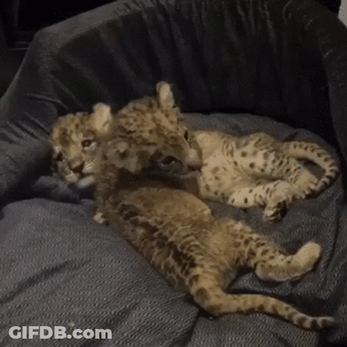 Baby Leopards Big Hugs GIF