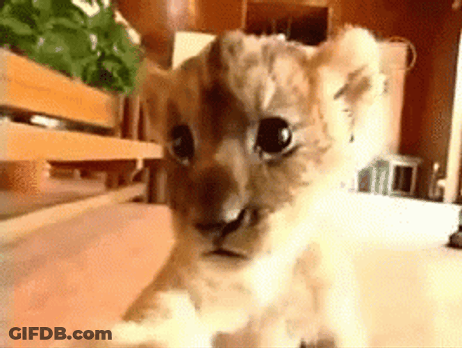 Baby Lion Selfie GIF