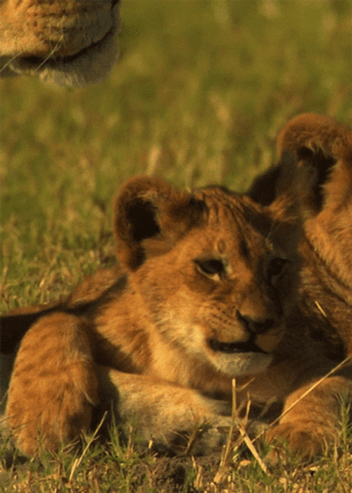 Baby Lion Sneeze GIF