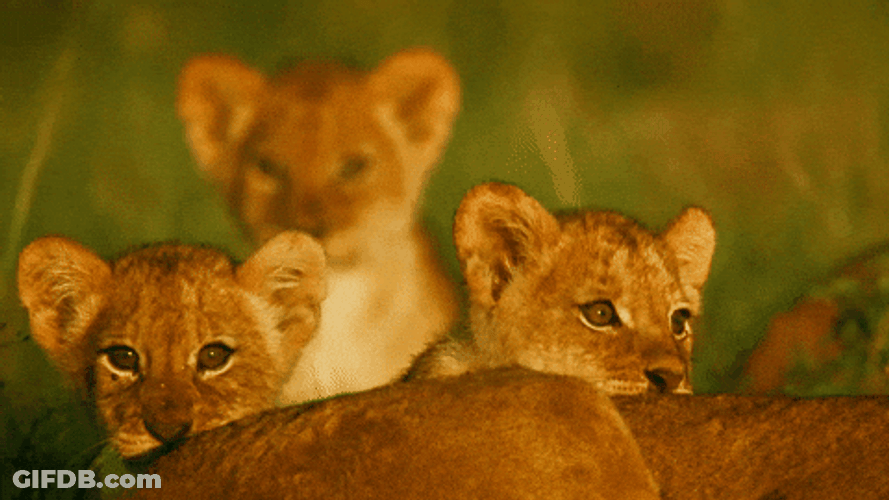 Baby Lions Roaring GIF