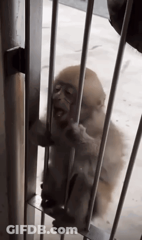 Baby Monkey Behind Bars Looking Out GIF